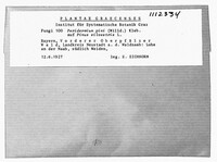 Cronartium pini image